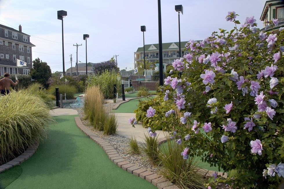 closeup show of a mini golf hole with pink flowers on the side and bushes