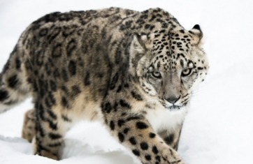 white and black snow leopard in the snow staring forward at the camera