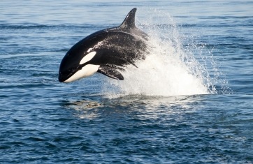 image of an orca whale jumping out of the water with it's front half visible