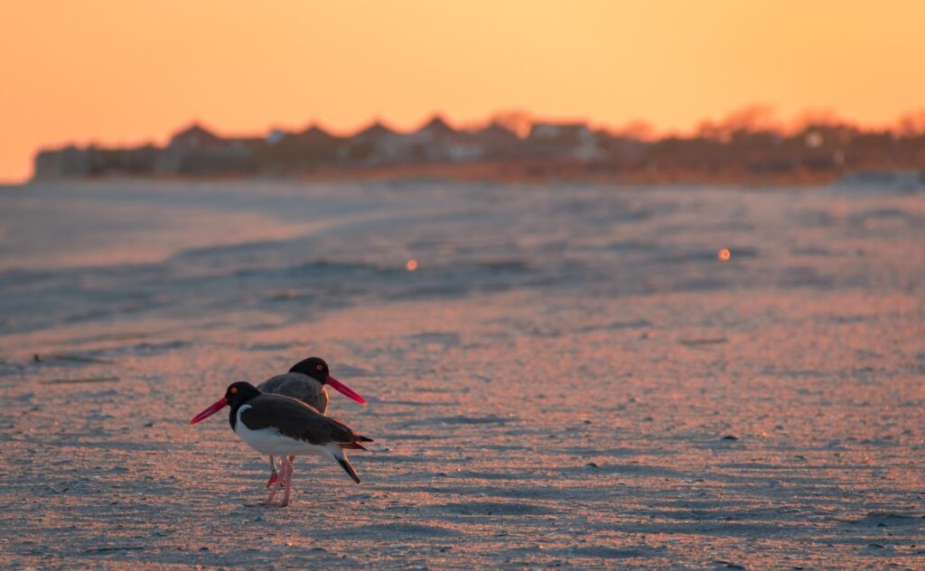 Image of two birds on the beach sand with an orange sky in the background