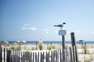 Bird on pole at Cape May Beach, New Jersey, USA